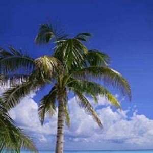 Meet your Posher, Nik